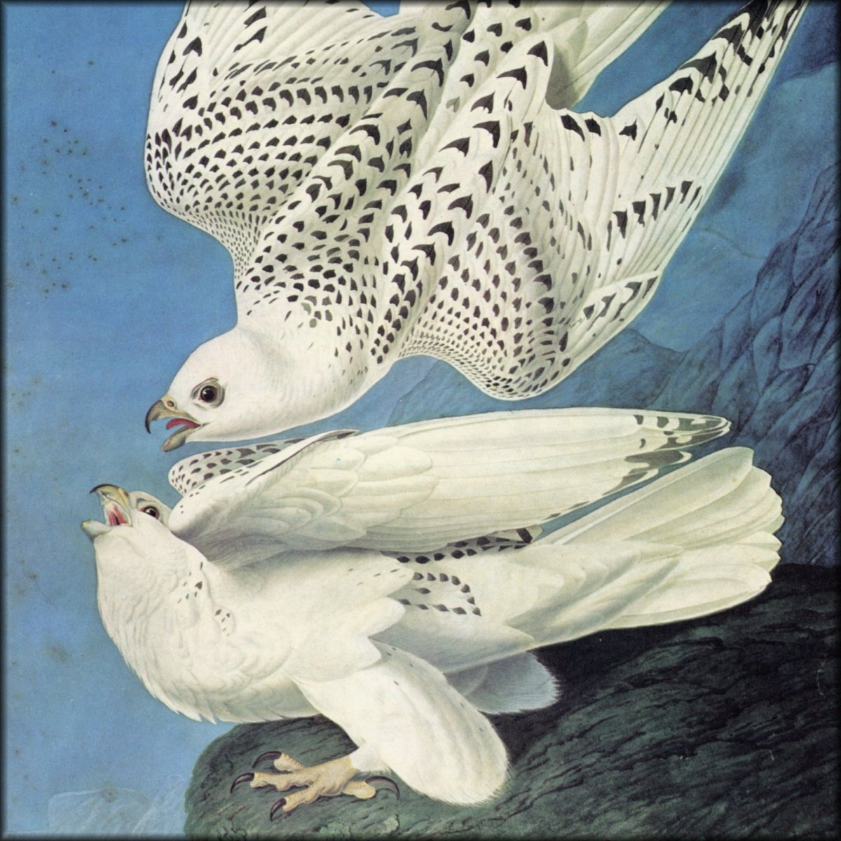 John James Audubon - Birds of America 1844 - Gyr Falcon | Digital Download - 1 image