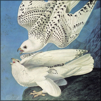 John James Audubon - Birds of America 1844 - Gyr Falcon | Digital Download - 1 image