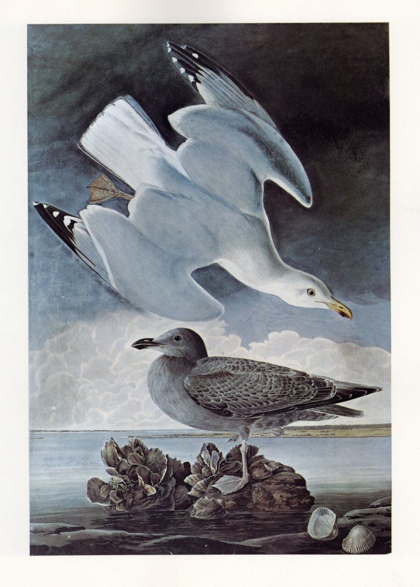 John James Audubon - Birds of America 1844 - Herring Gull | Dimensions 5220 x 7296 pixels