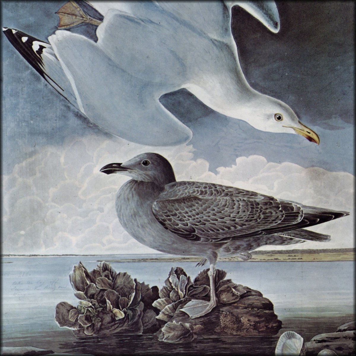 John James Audubon - Birds of America 1844 - Herring Gull | Digital Download - 1 image