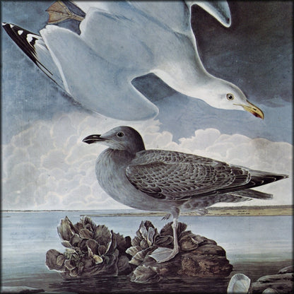 John James Audubon - Birds of America 1844 - Herring Gull | Digital Download - 1 image