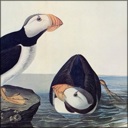 John James Audubon - Birds of America 1844 - Horned Puffin | Digital Download - 1 image