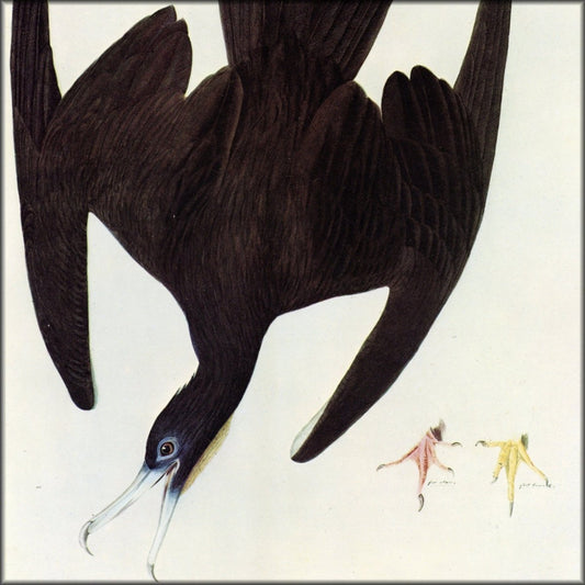 John James Audubon - Magnificent Frigatebird | Digital Download - 1 image