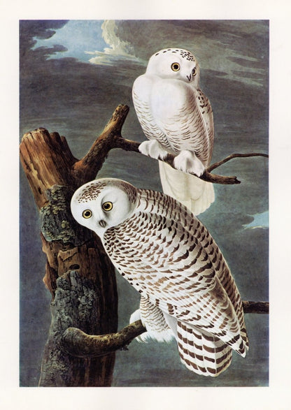 The Quadrupeds of North America 1851 - John J. Audubon | Dimensions 5232 x 7380 pixels