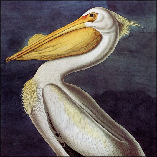 John James Audubon - White Pelican | Digital Download - 1 image