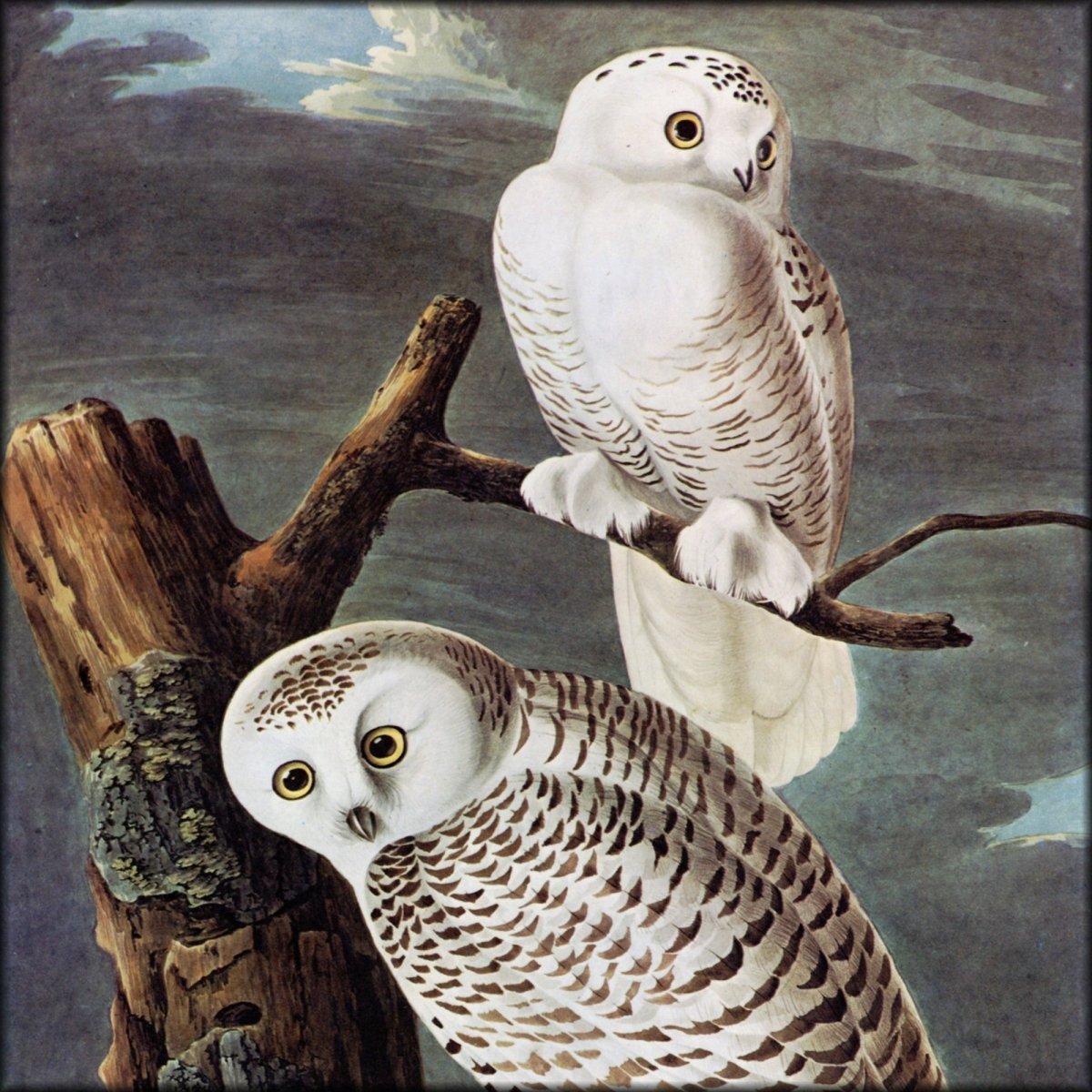 John James Audubon - Snowy Owl | Digital Download - 1 image