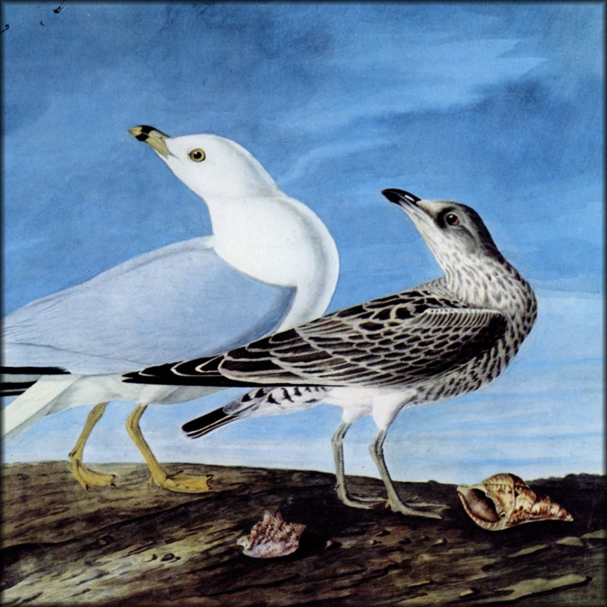 The Quadrupeds of North America 1851 - John J. Audubon | Digital Download - 383 images