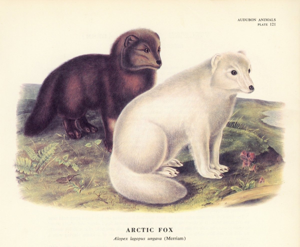 The Quadrupeds of North America 1851 - John J. Audubon | Dimensions 5400 x 4455 pixels