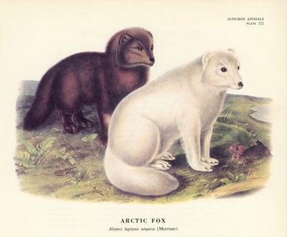 The Quadrupeds of North America 1851 - John J. Audubon | Dimensions 5400 x 4455 pixels
