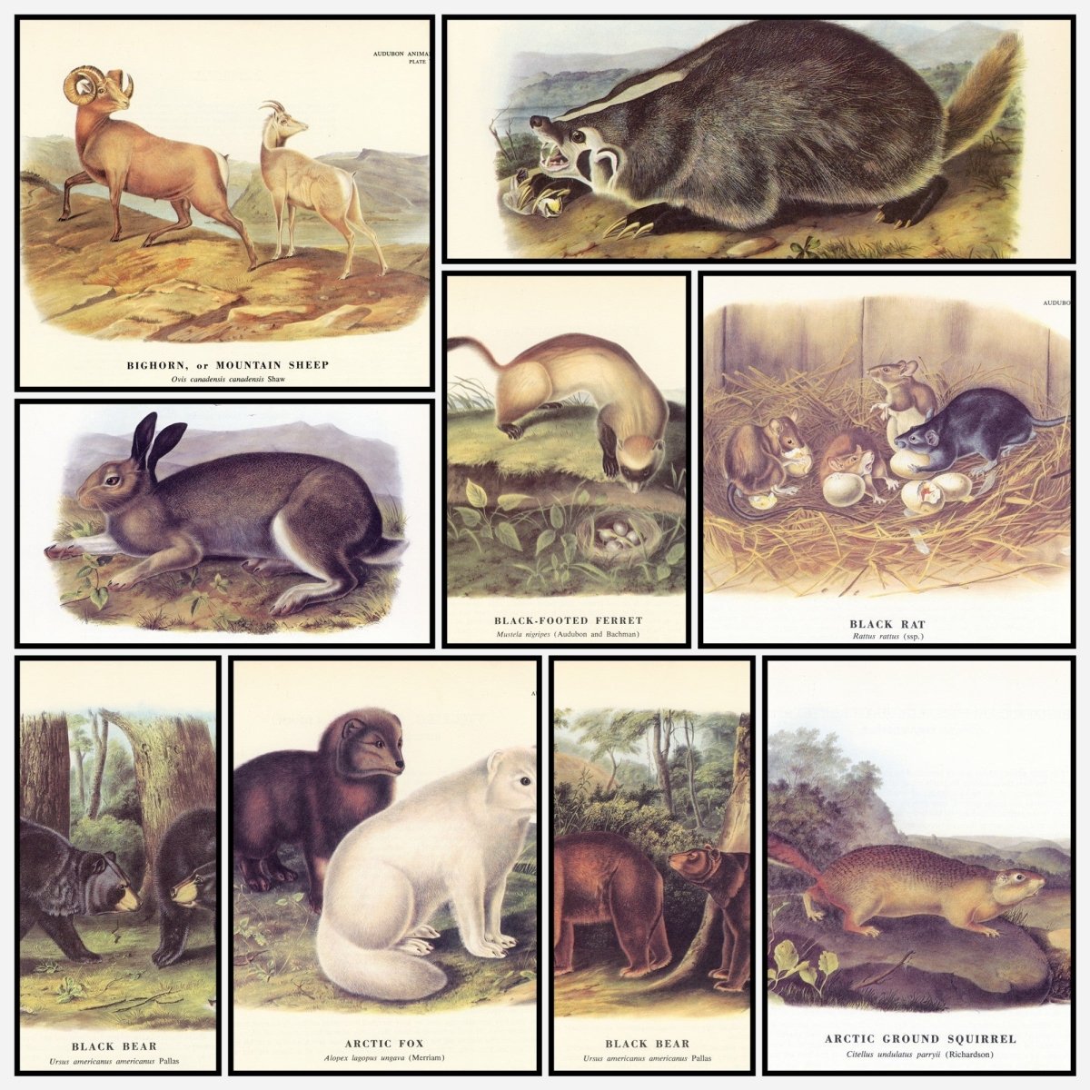 The Quadrupeds of North America 1851 - John J. Audubon | A snapshot of some of the images