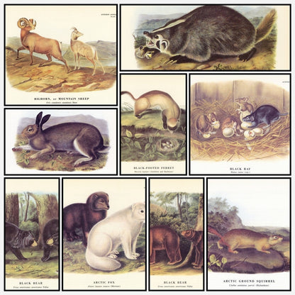 The Quadrupeds of North America 1851 - John J. Audubon | A snapshot of some of the images