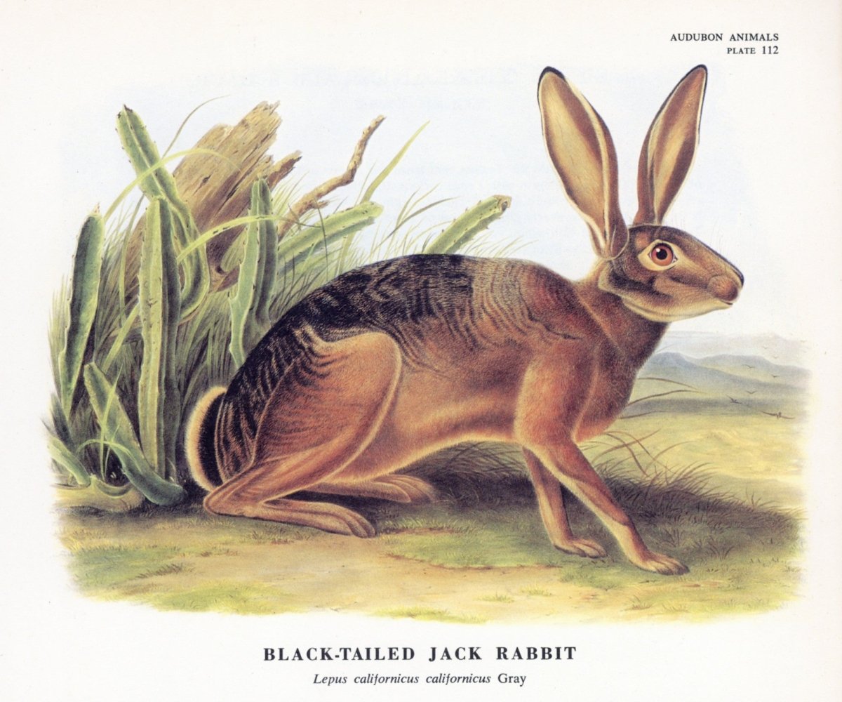The Quadrupeds of North America 1851 - John J. Audubon | Dimensions 5337 x 4446 pixels
