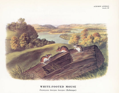 The Quadrupeds of North America 1851 - John J. Audubon | Dimensions 5355 x 4185 pixels
