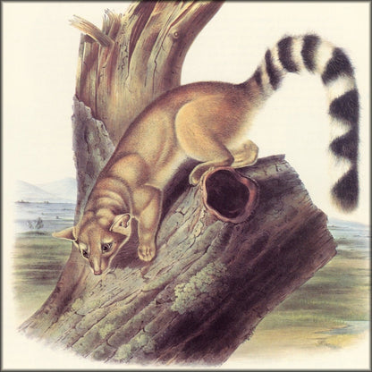 The Quadrupeds of North America 1851 - John J. Audubon | Digital Download - 150 images