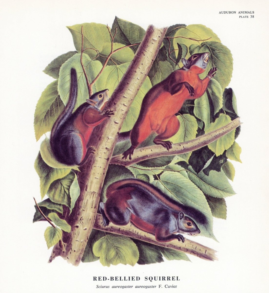 The Quadrupeds of North America 1851 - John J. Audubon | Dimensions 5229 x 5688 pixels