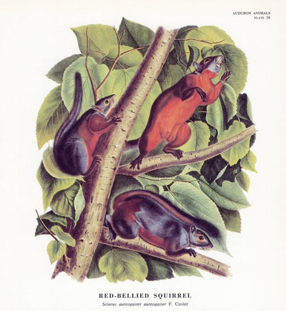 The Quadrupeds of North America 1851 - John J. Audubon | Dimensions 5229 x 5688 pixels