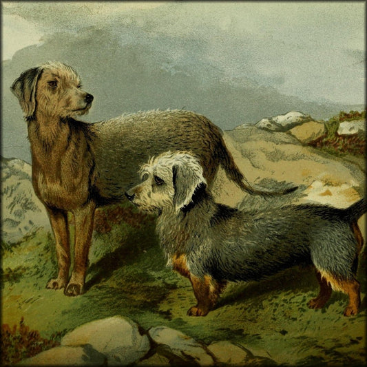 Illustrated Book of the Dog 1881 - Charles B. Barber | Digital Download - 28 images