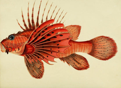 Fishes found on the Coast of Ceylon 1834 - 30 images | Dimensions 3320 x 2405 pixels