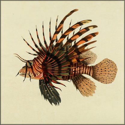 Fishes found on the Coast of Ceylon 1834 - 30 images | Digital Download - 30 images