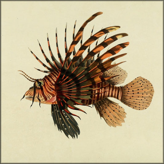Fishes found on the Coast of Ceylon 1834 - 30 images | Digital Download - 30 images