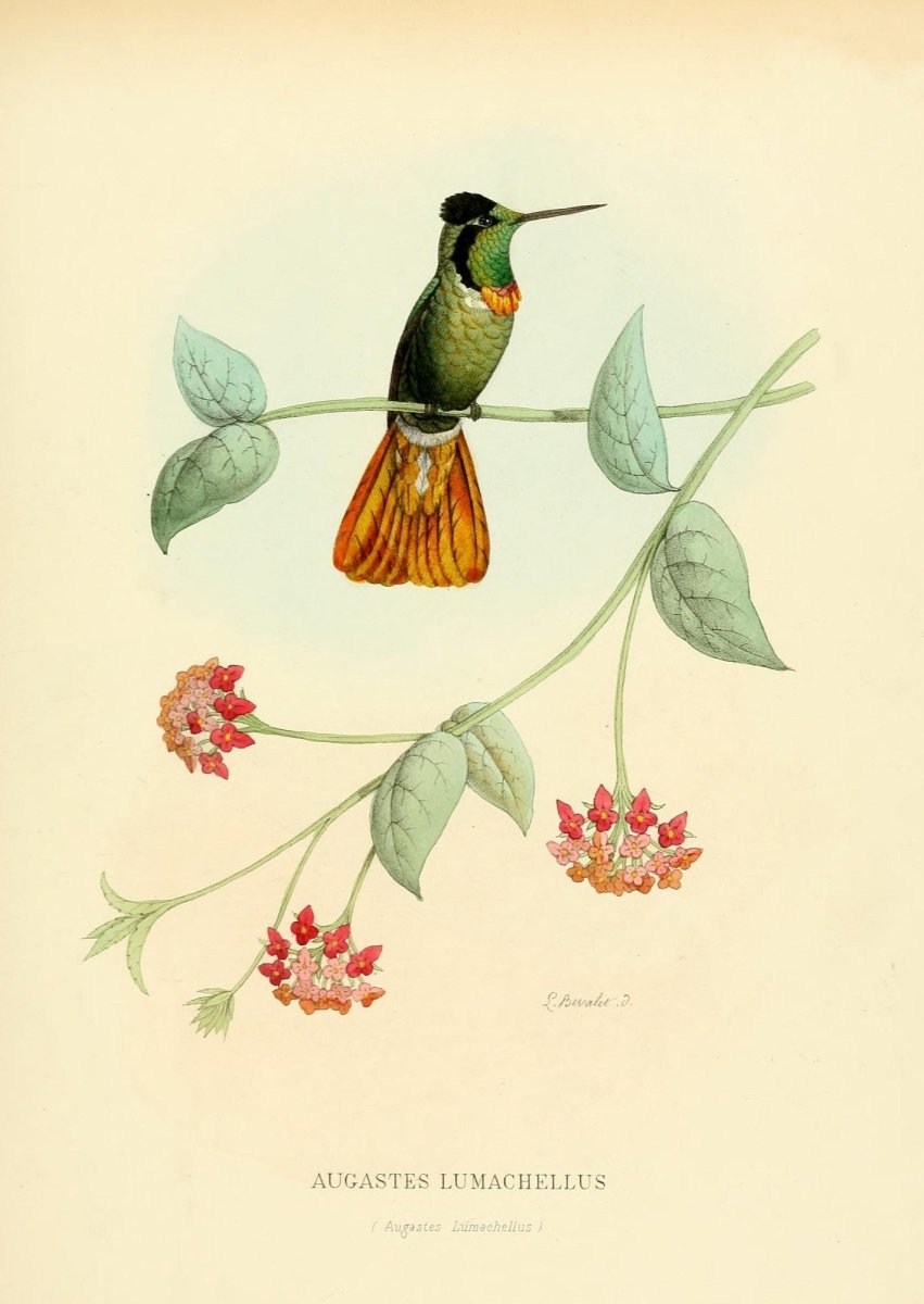 Histoire Naturelle des Oiseaux-Mouches 1874-6 - 120 images | Dimensions 2310 x 3255 pixels