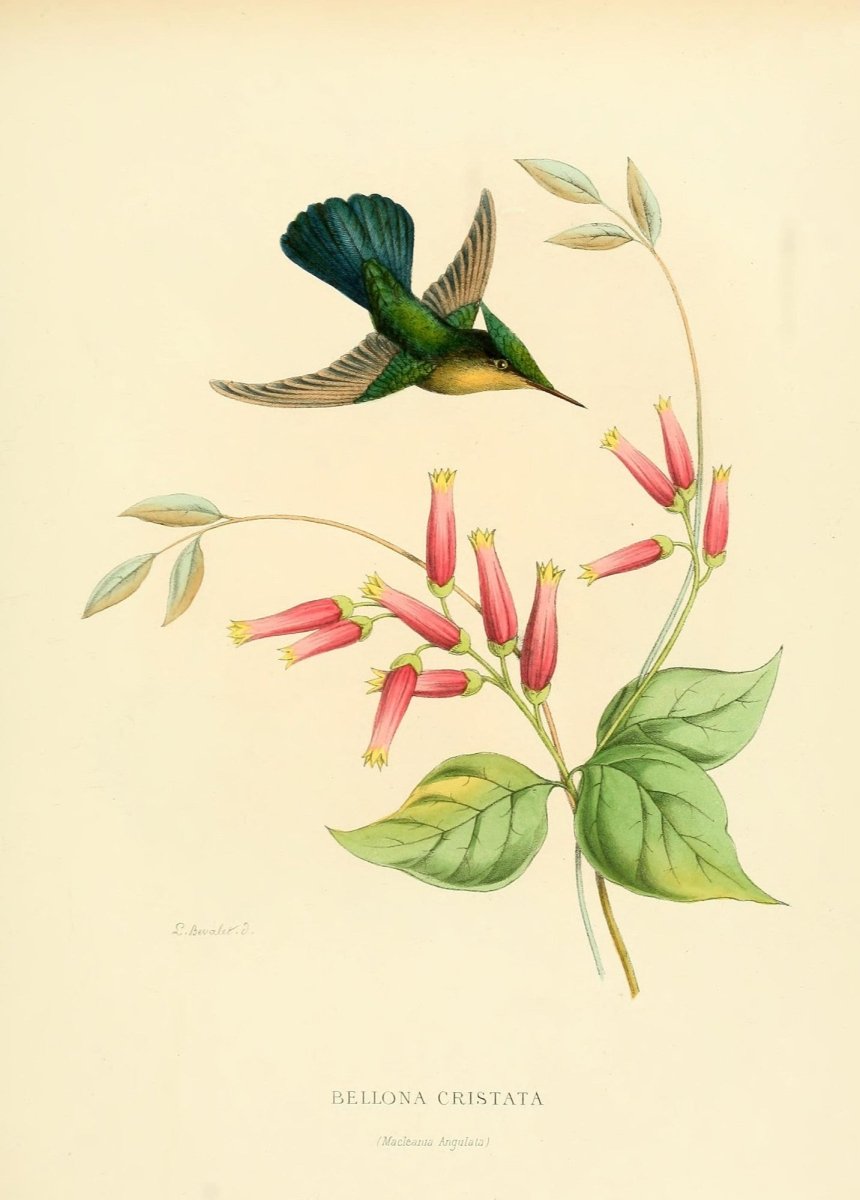 Histoire Naturelle des Oiseaux-Mouches 1874-6 - 120 images | Dimensions 2285 x 3190 pixels