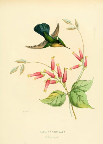 Histoire Naturelle des Oiseaux-Mouches 1874-6 - 120 images | Dimensions 2285 x 3190 pixels