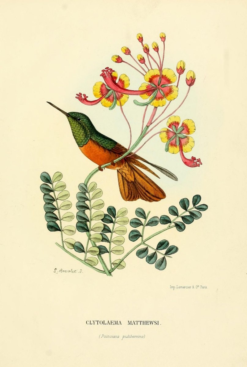 Histoire Naturelle des Oiseaux-Mouches 1874-6 - 120 images | Dimensions 2105 x 3130 pixels