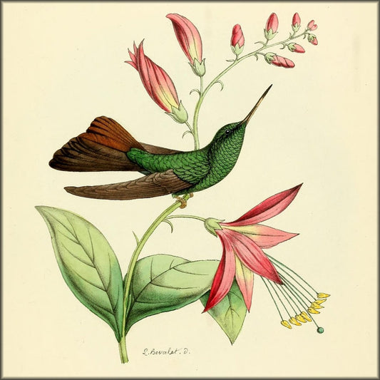 Histoire Naturelle des Oiseaux-Mouches 1874-6 - 120 images | Digital Download - 120 images