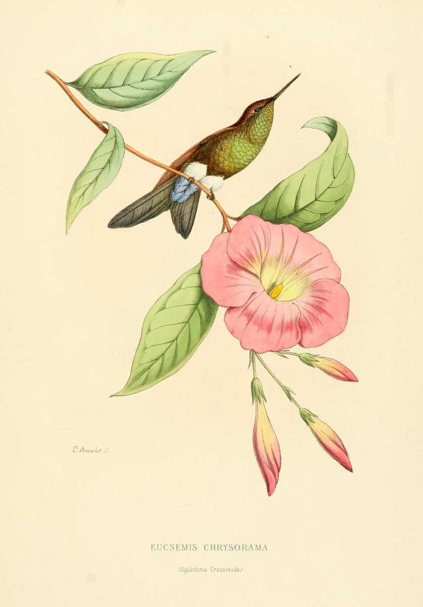 Histoire Naturelle des Oiseaux-Mouches 1874-6 - 120 images | Dimensions 2170 x 3110 pixels