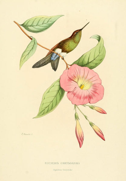 Histoire Naturelle des Oiseaux-Mouches 1874-6 - 120 images | Dimensions 2170 x 3110 pixels