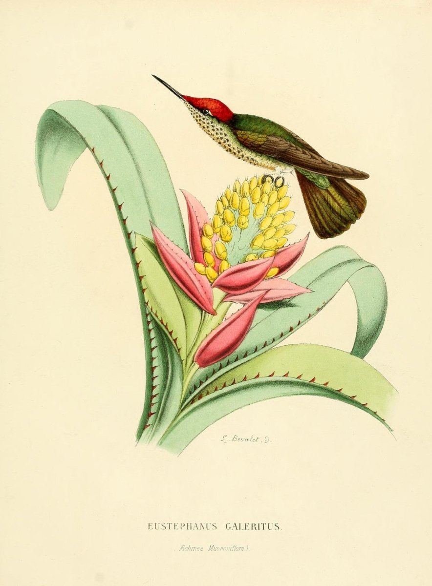 Histoire Naturelle des Oiseaux-Mouches 1874-6 - 120 images | Dimensions 2305 x 3130 pixels