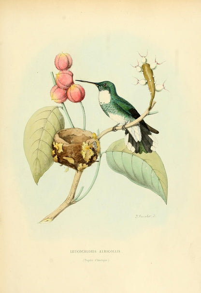 Histoire Naturelle des Oiseaux-Mouches 1874-6 - 120 images | Dimensions 2455 x 3562 pixels