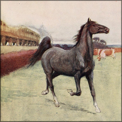 Cecil Aldin Public Domain Images to Download | Black Beauty (1916) - 18 images