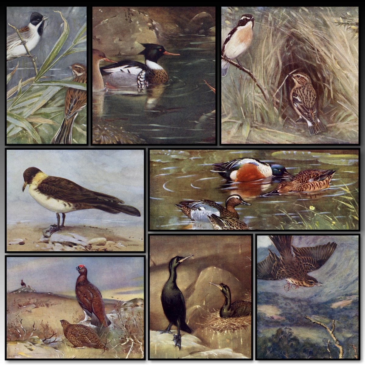 British Birds 1938 - Seaby, Gronvold, G.E. Lodge etc. | A snapshot of some of the images