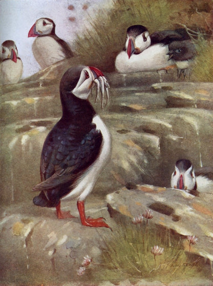 British Birds 1938 - Seaby, Gronvold, G.E. Lodge etc. | Dimensions 3570 x 4788 pixels