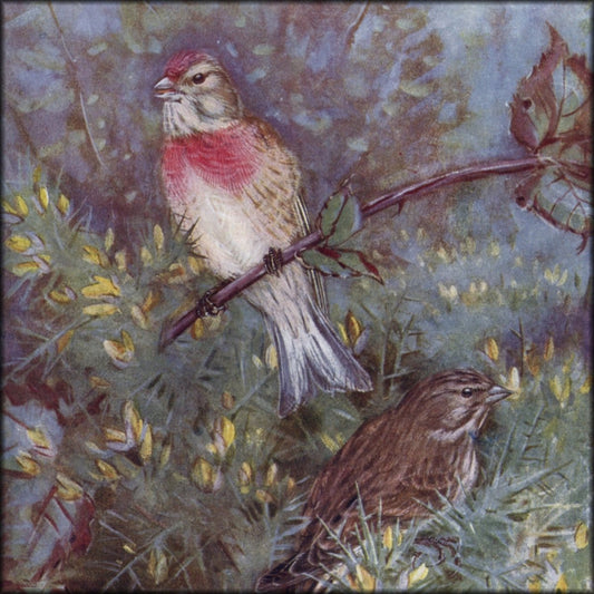 British Birds 1938 - Seaby, Gronvold, G.E. Lodge etc. | Digital Download - 178 images