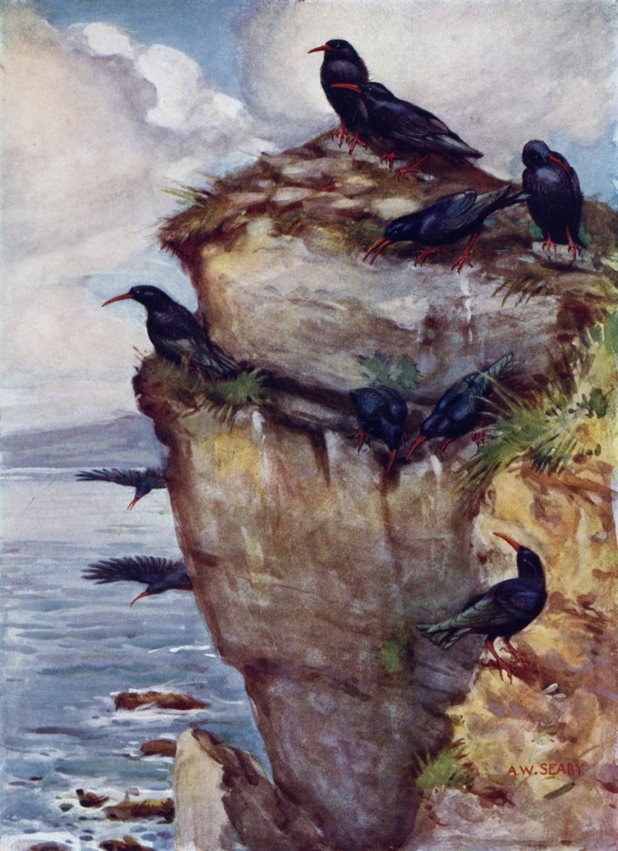 British Birds 1938 - Seaby, Gronvold, G.E. Lodge etc. | Dimensions 3479 x 4795 pixels