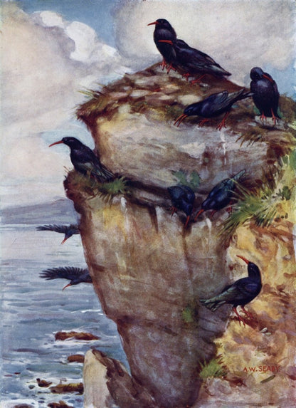 British Birds 1938 - Seaby, Gronvold, G.E. Lodge etc. | Dimensions 3479 x 4795 pixels
