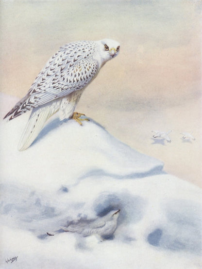 British Birds 1938 - Seaby, Gronvold, G.E. Lodge etc. | Dimensions 3580 x 4780 pixels
