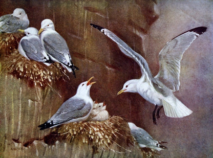 British Birds 1938 - Seaby, Gronvold, G.E. Lodge etc. | Dimensions 4794 x 3564 pixels