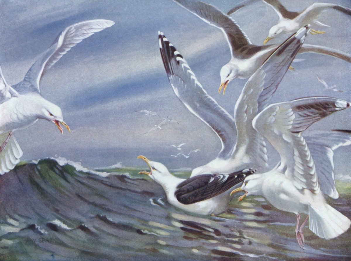 British Birds 1938 - Seaby, Gronvold, G.E. Lodge etc. | Dimensions 4792 x 3560 pixels