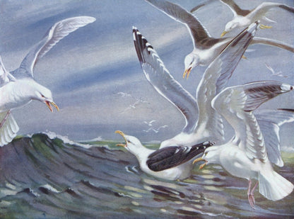 British Birds 1938 - Seaby, Gronvold, G.E. Lodge etc. | Dimensions 4792 x 3560 pixels