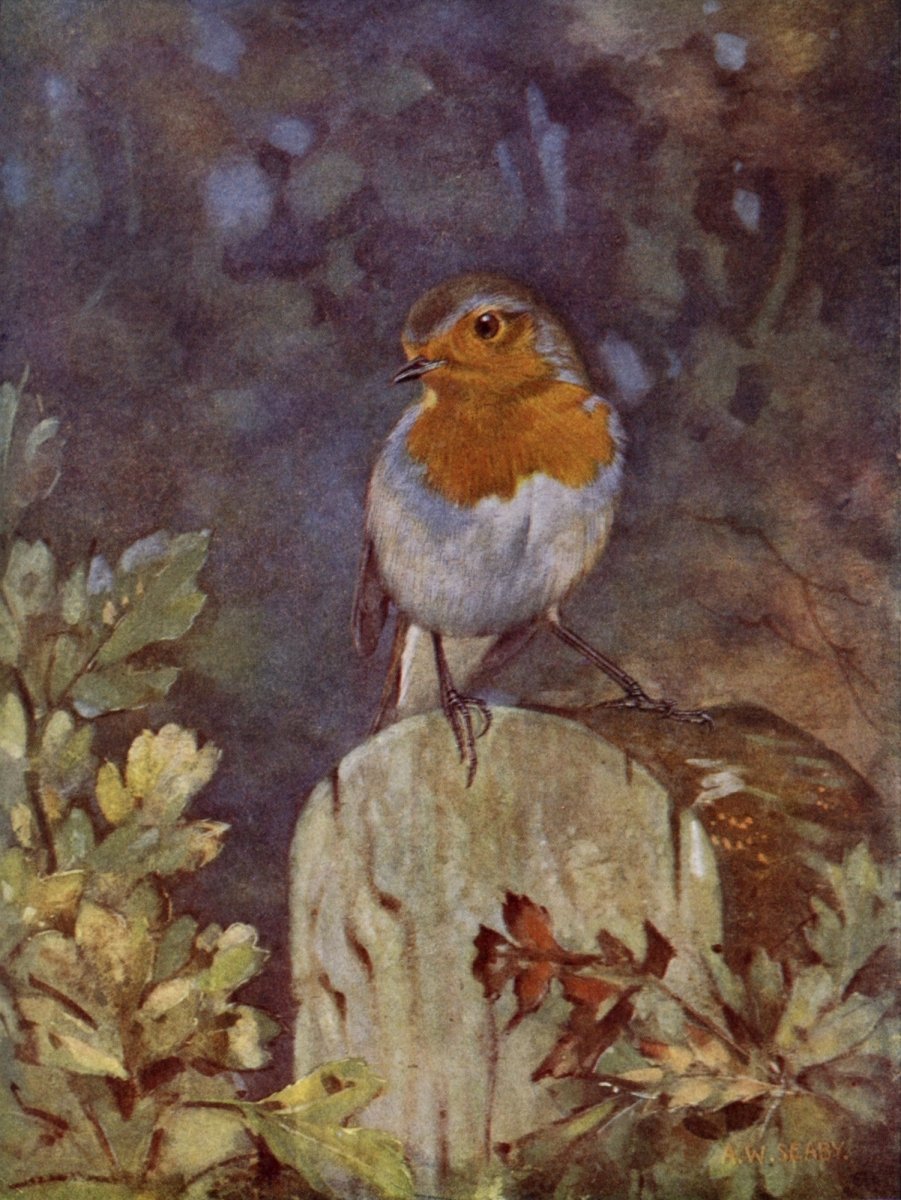 British Birds 1938 - Seaby, Gronvold, G.E. Lodge etc. | Dimensions 3598 x 4795 pixels