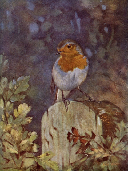 British Birds 1938 - Seaby, Gronvold, G.E. Lodge etc. | Dimensions 3598 x 4795 pixels