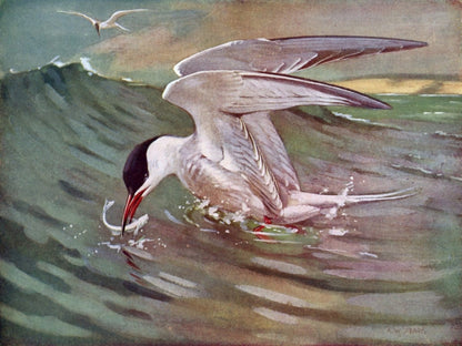 British Birds 1938 - Seaby, Gronvold, G.E. Lodge etc. | 4785 x 3590 pixels