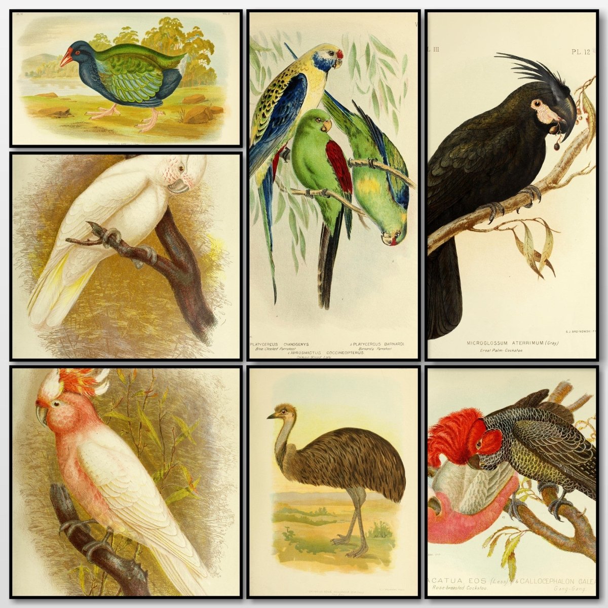 Birds of Australia (1890) - Gracius Broinowski - 303 Images | A collage of some of the images