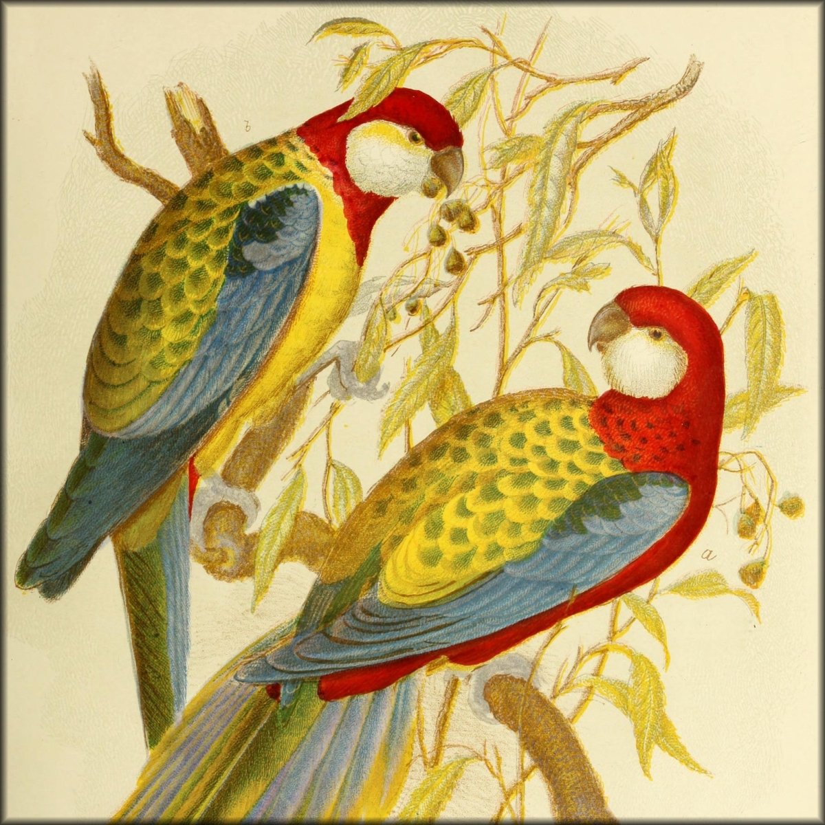 Birds of Australia (1890) - Gracius Broinowski - 303 Images | Digital Download - 303 images