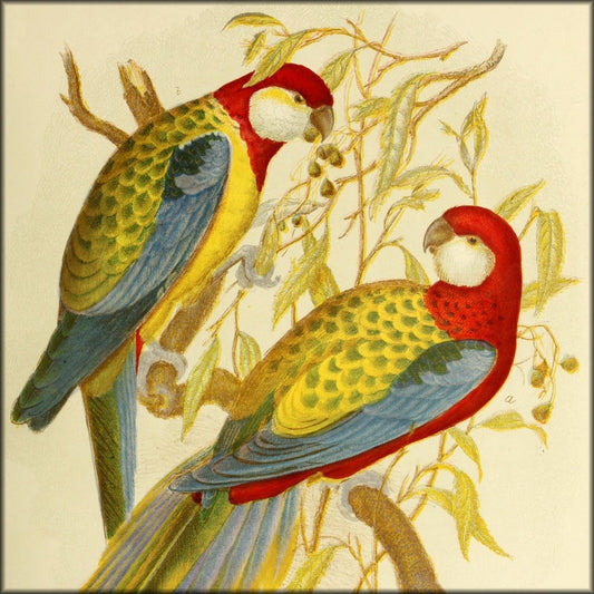 Birds of Australia (1890) - Gracius Broinowski - 303 Images | Digital Download - 303 images