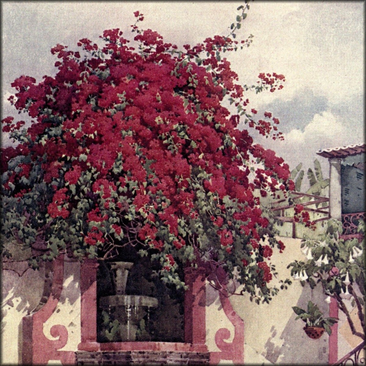 The Flowers & Gardens of Madeira 1909 - Ella Du Cane | Digital Download - 24 images